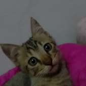 mehhgeh 的头像