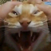 Quemadin 的头像