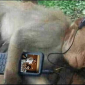 Avatar di mrmonkeyalt
