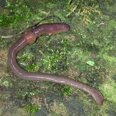 worm gully