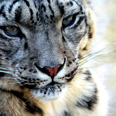 Avatar for Silver_Leopard