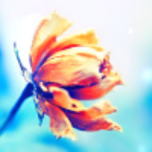 dariablue 的头像