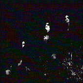 3540439643_photo.gif
