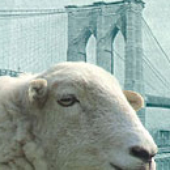 Avatar di bklynsheep