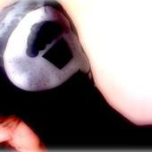 Avatar for xgraady
