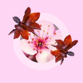 Ziotii 的头像