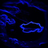 Avatar for vandhanencog