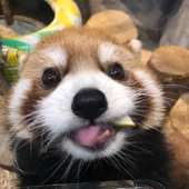 originalkangg 的头像