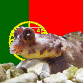 felixcippi 的头像