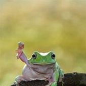 DancingToad05 的头像