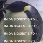 Da biggest bird