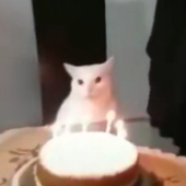pizzamol 的头像
