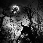Ulver
