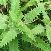 Аватар для stingingnettle