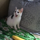 sandydandi 的头像