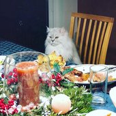 cat_table3.jpg