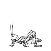 Avatar för Grasshopper1966