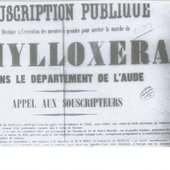 Phyloxera