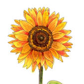 Avatar for Sunnyyyyy27