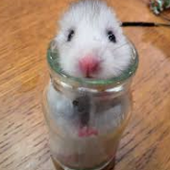 CarlosMartinZ 的头像