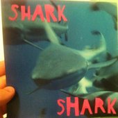 shark shark