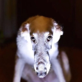 Avatar for MegaDumDum