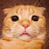 Avatar for Tehsi