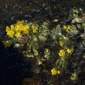 Bodies of Water