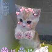 aki_mimikkyu için avatar