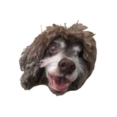 ziabeecher 的头像