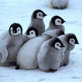 Awatar dla penguinhuddle