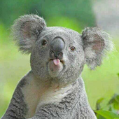 Koala_Brother 的头像