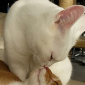amalierlyl 的头像
