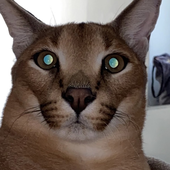 ratteatte 的头像