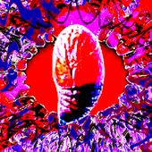 obtect pupa