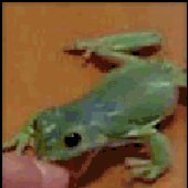 Avatar for WTFrog