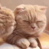 luuuccy 的头像