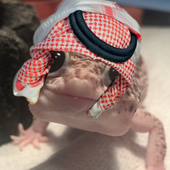 Zxrsrnty 的头像