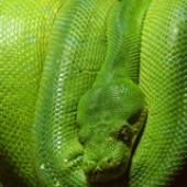 mophsus 的头像