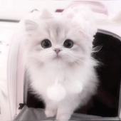 hikikocat 的头像