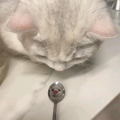 fish1454 的头像