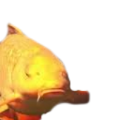 CARLl.png