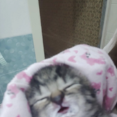 eepygrl 的头像