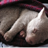 sleepywombat için avatar