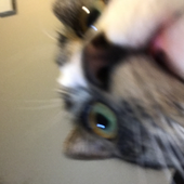 Peepeepoopoo11 的头像
