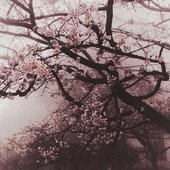 bandcamp pfp as of 03/12/2025