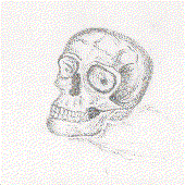 Skull