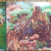 The Karl Shuman Band - \"Life On Mars\" -  Inside Art