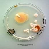 Contamination - Decontamination