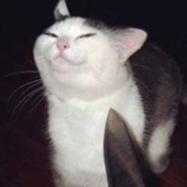 tneef 的头像